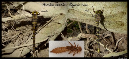 Aeschne paisible - Boyeria irene